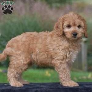 Jordan, Cavapoo Puppy